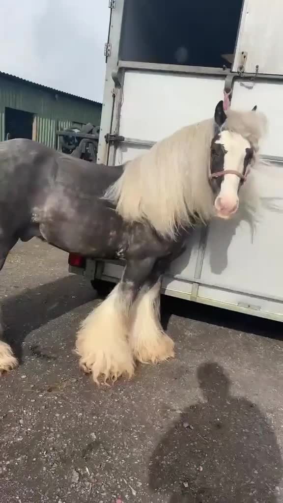 Miniature horses for sale: 6-Month-Old Mini Cob Colt Foal – Full of Potential - Video 1
