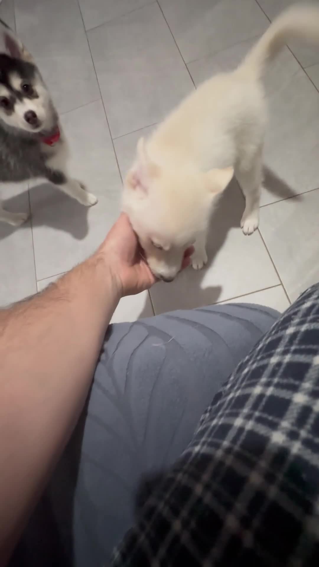 Pomsky dogs for sale: READY SMALL F4 POMSKY - Video 2