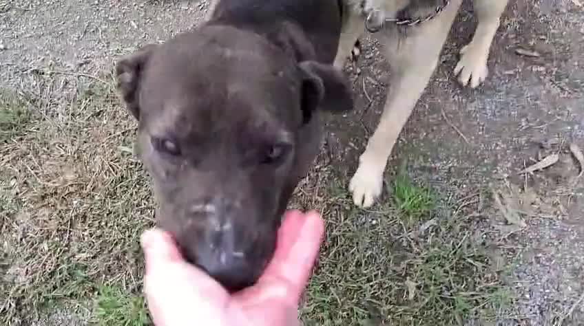 Mixed Breed dogs for adoption: Titan❤️🐾 - Video 1