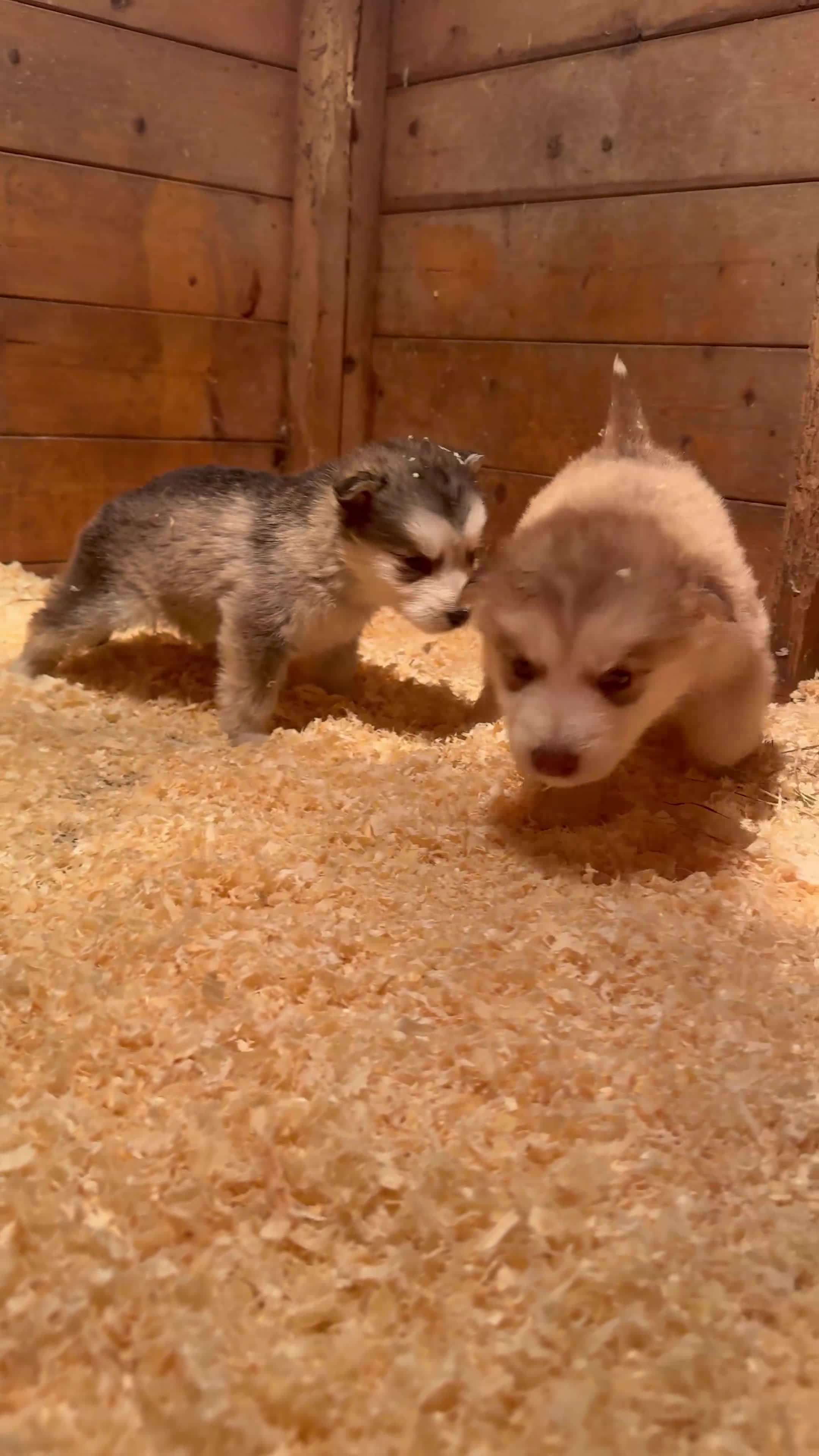 Mixed Breed dogs for sale: Alaskan malamute x German shepherd puppies  - Video 1