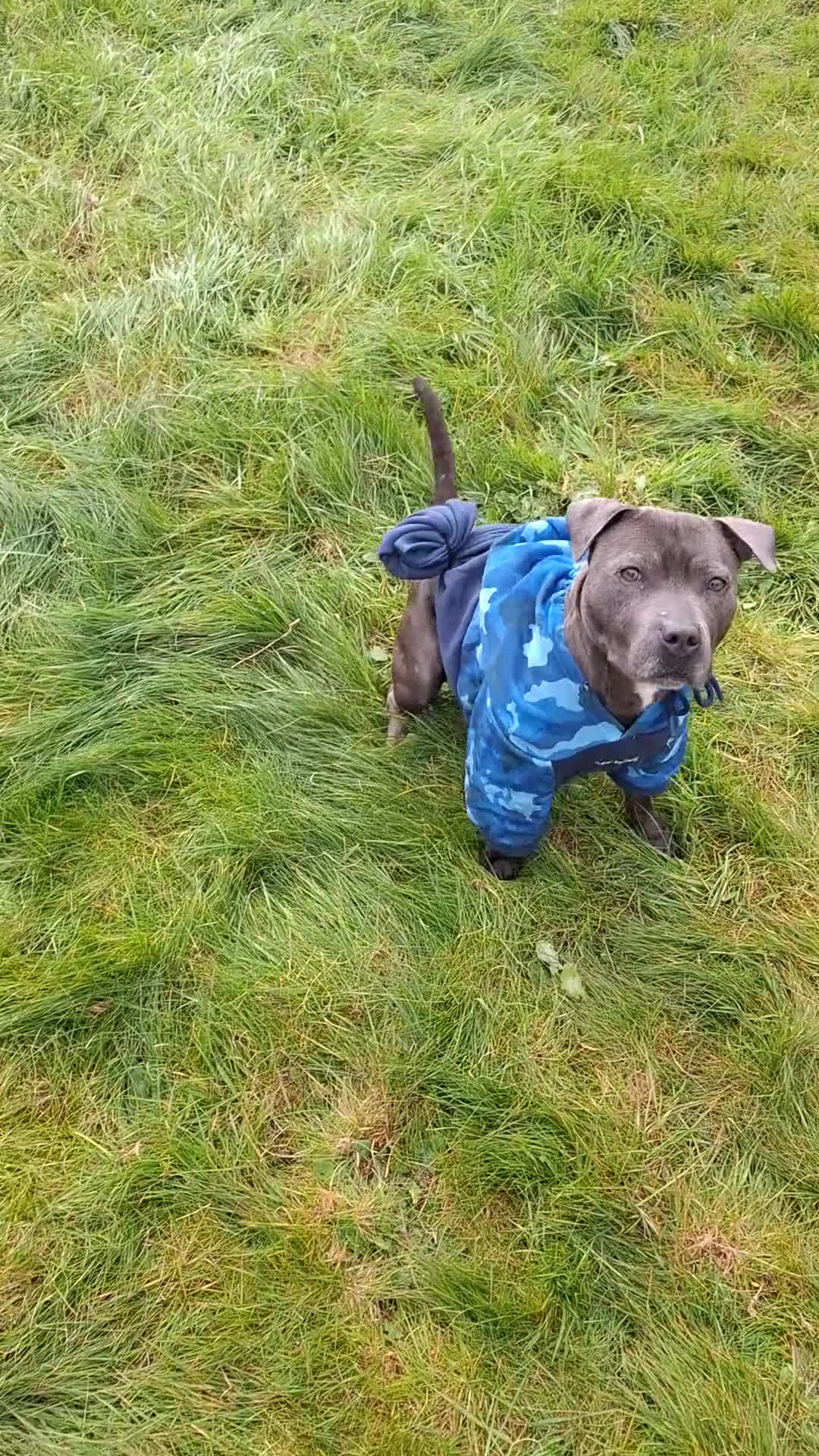 Staffordshire Bull Terrier dogs for sale: Gooner - Video 1