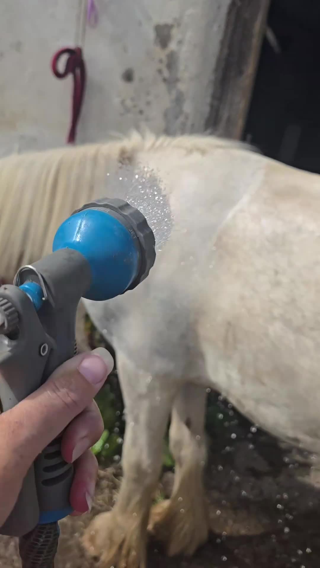 Irish Cob horses for sale: super friendly TGCA filly - Video 1