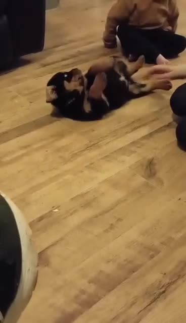 Rottweiler dogs for sale: Rottweiler Puppies  - Video 1