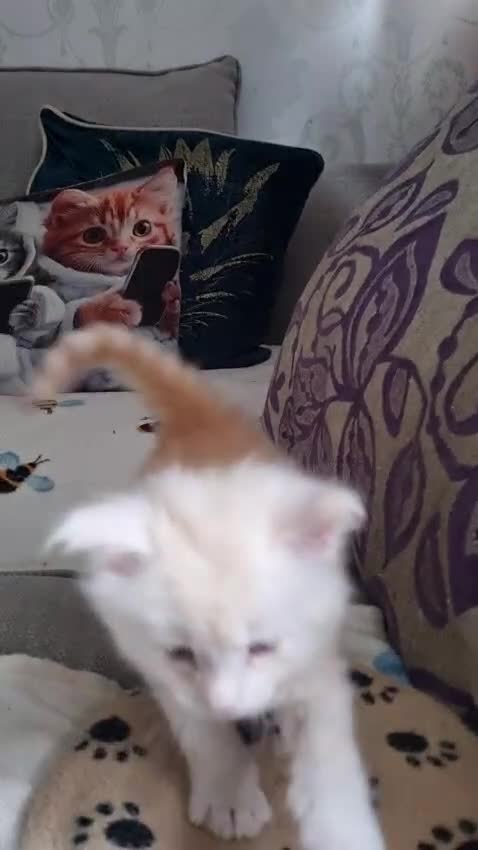 Maine Coon cats for sale: Cream and white large kitten Tica registered  - Video 1