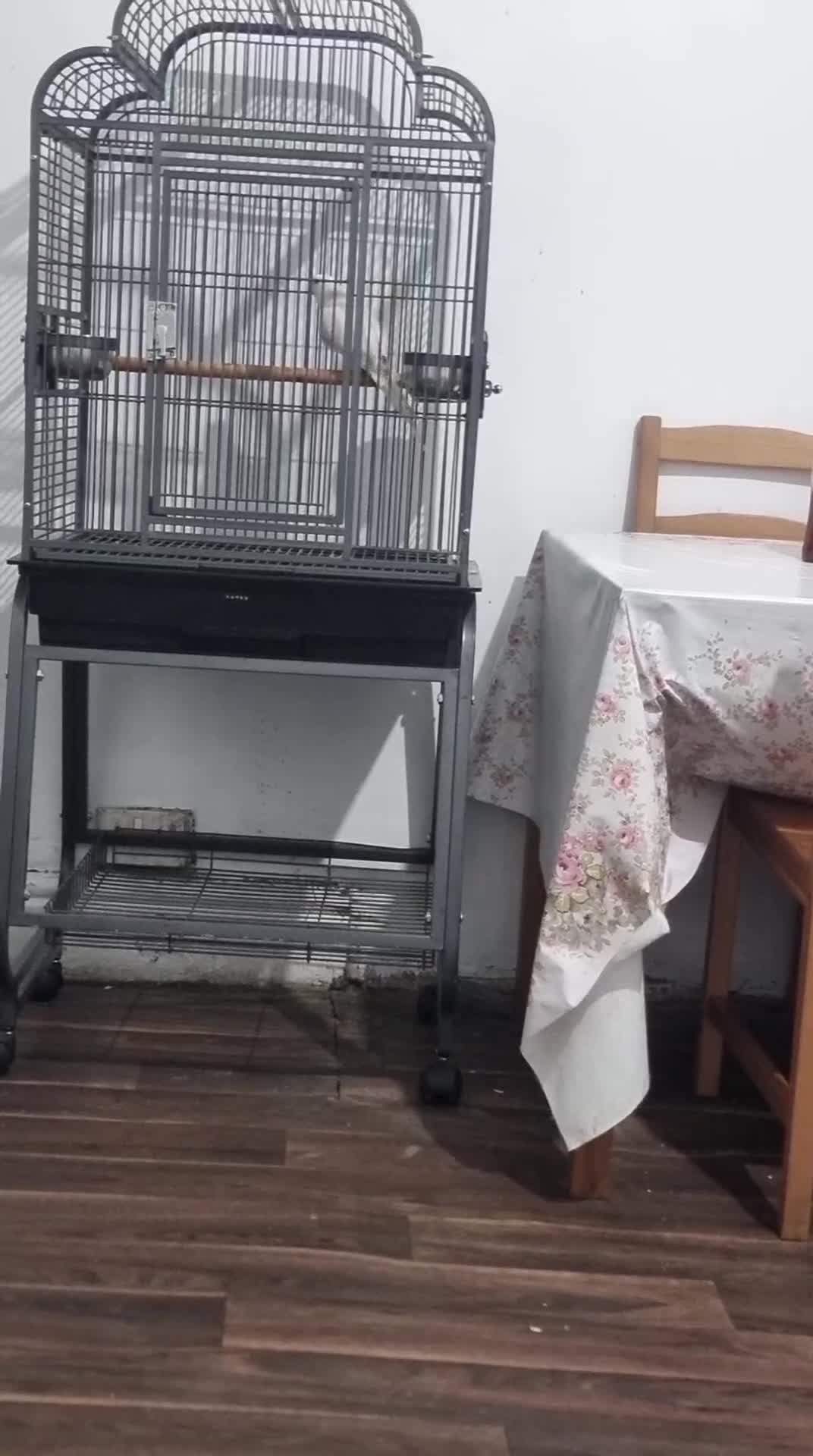 Parrots birds for sale: Beautiful rare ringneck talking parrot  - Video 2