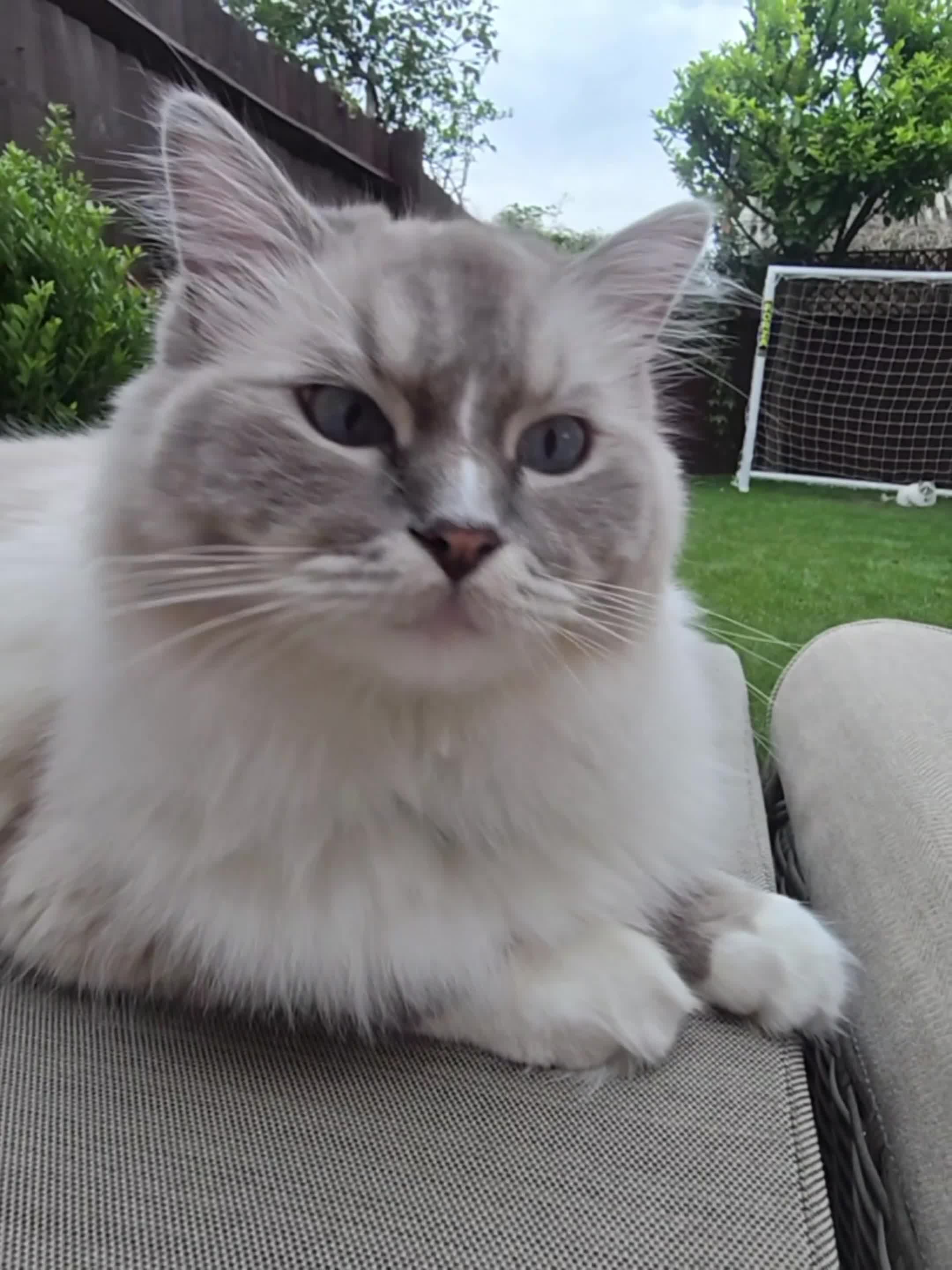 Ragdoll cats for sale: Pedigree ragdoll cats - Video 1