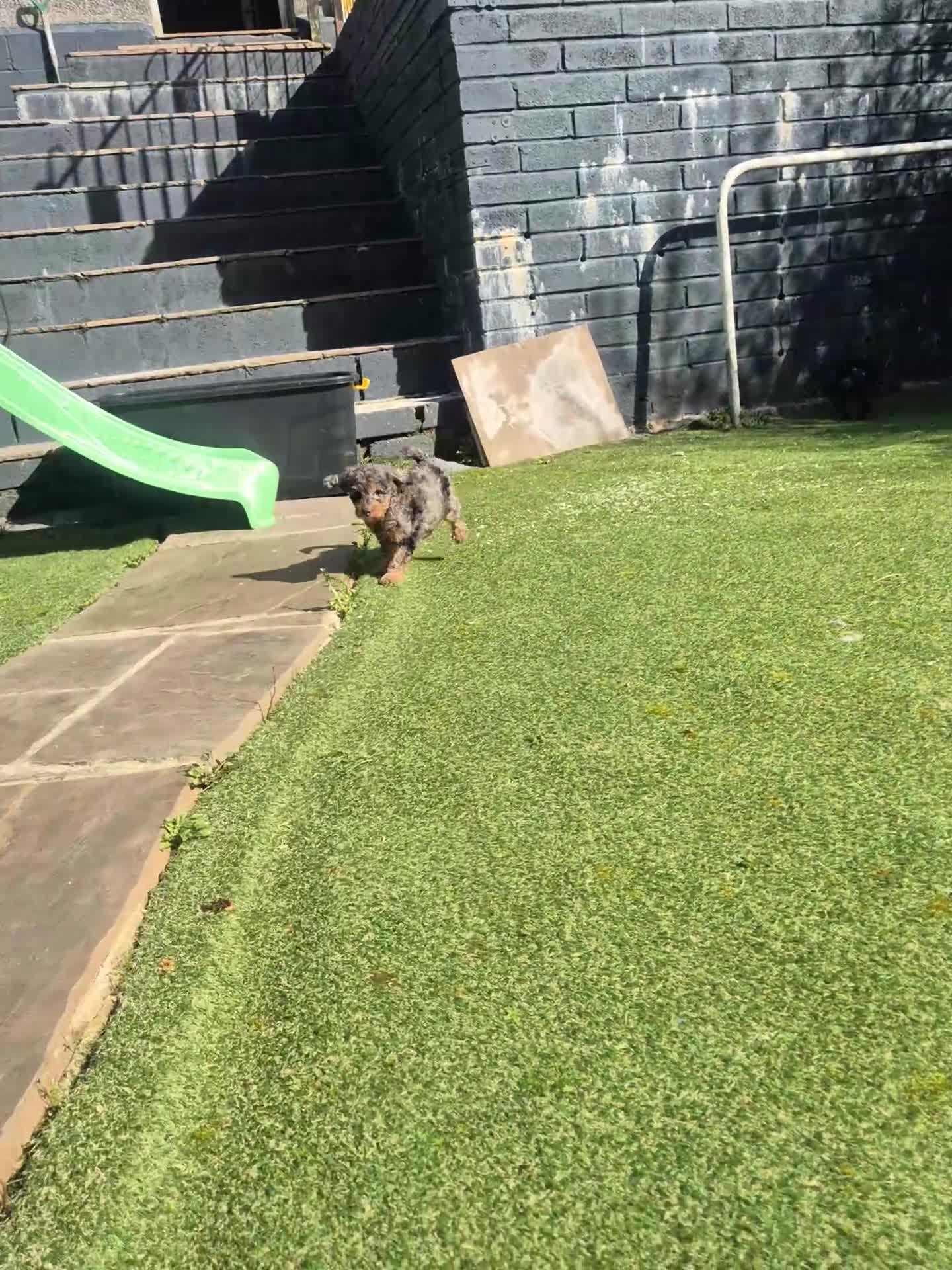 Cockapoo dogs for sale: ✨ Adorable F1B Cockapoo Puppies! ✨ - Video 1