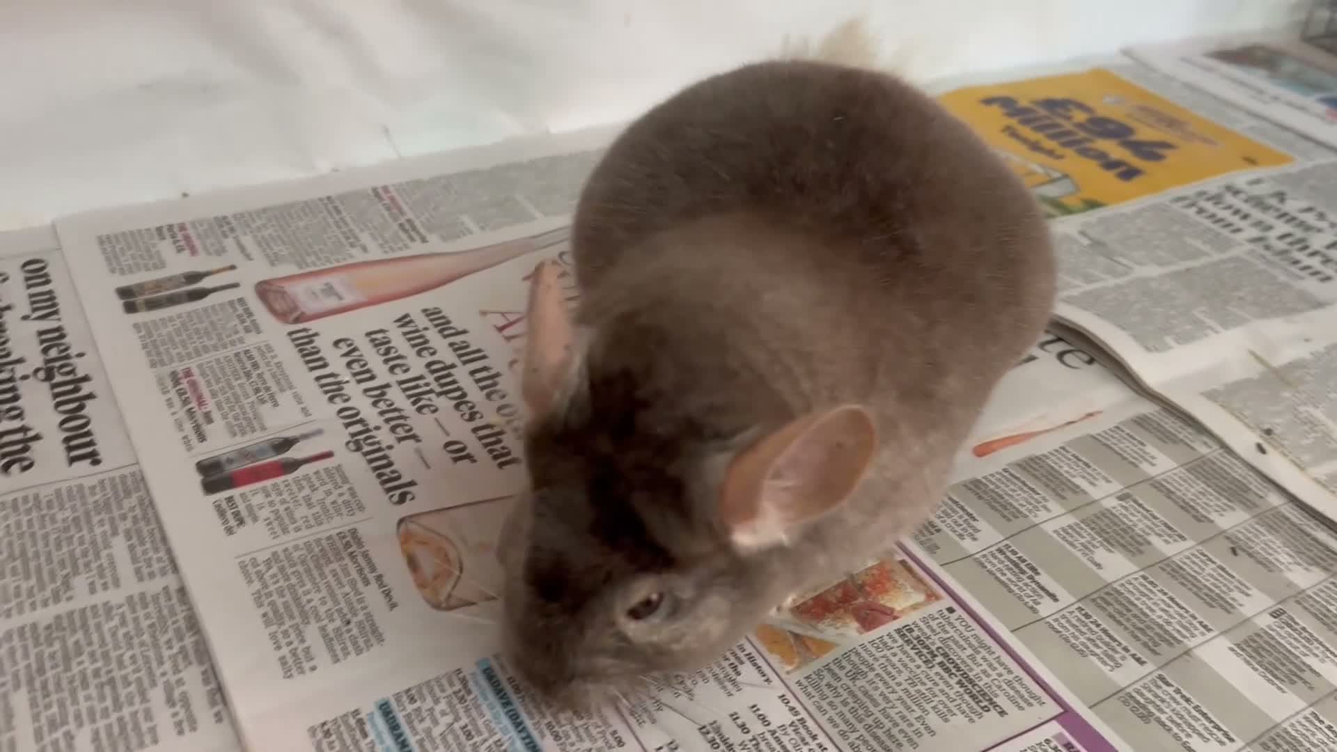 Chinchilla rodents for sale: Bertie, beautiful Beige boy - Video 1
