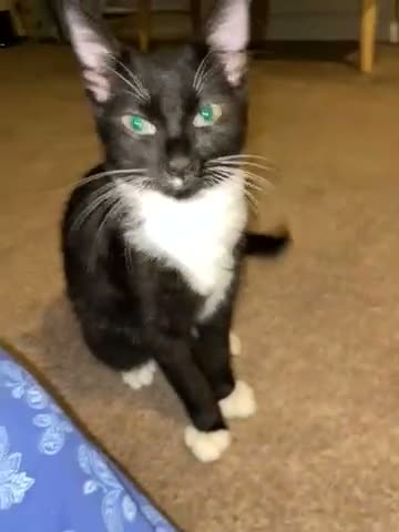 Mixed Breed cats for sale: beautiful 4 month old kitten - Video 2