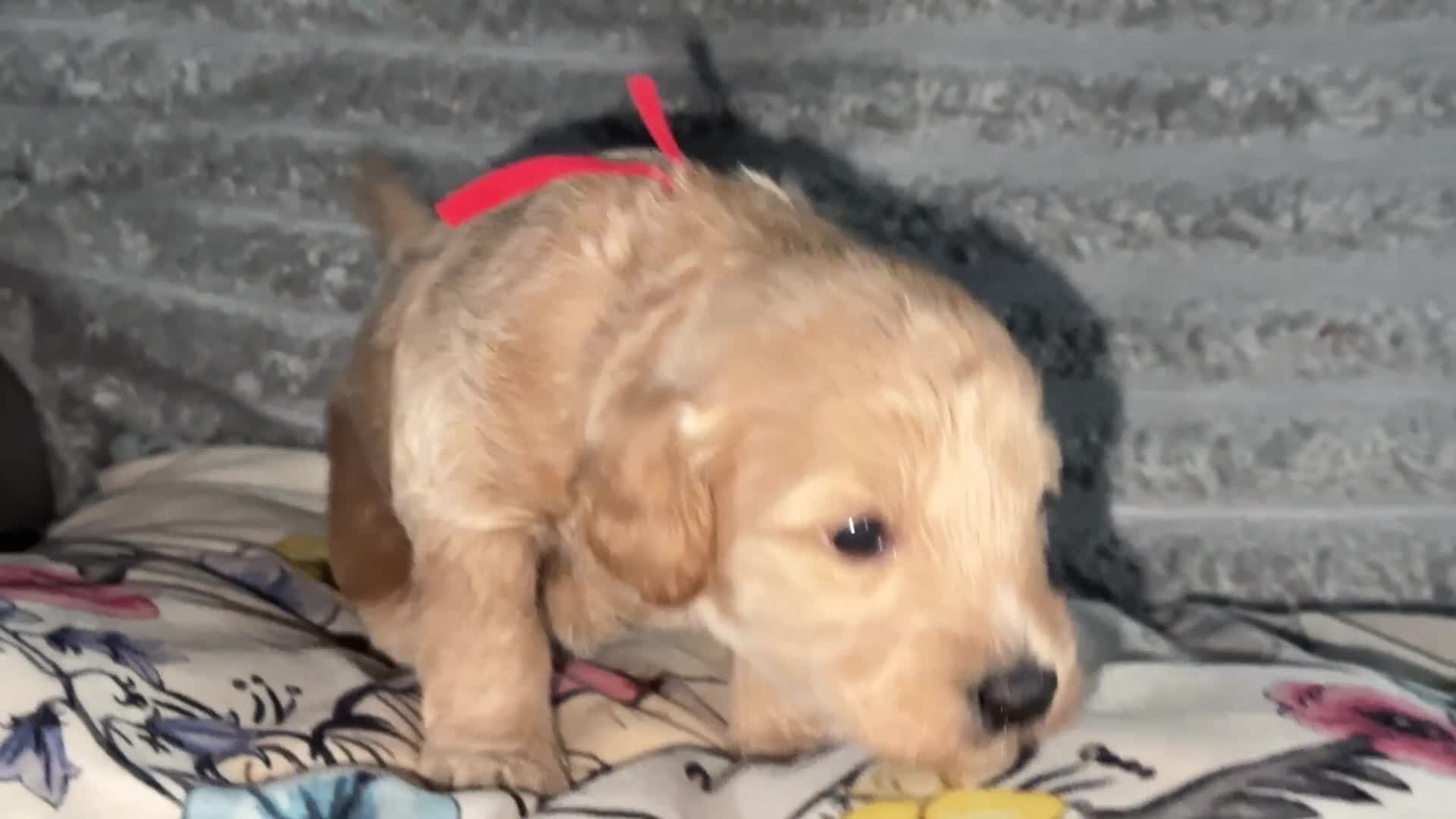 Bordoodle dogs for sale: F1b Miniature Bordoodle  - Video 4