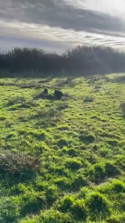 Russian Black Terrier dogs for sale: Black Russian Terrier 🐾 - Video 1