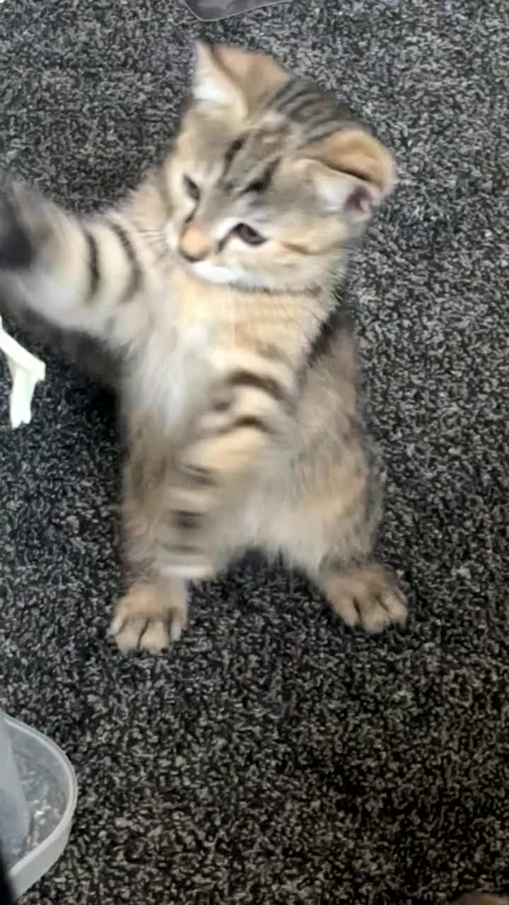 Domestic Shorthair cats for sale: Torbie and Tabby Babies - READY TO LEAVE TODAY - Video 2