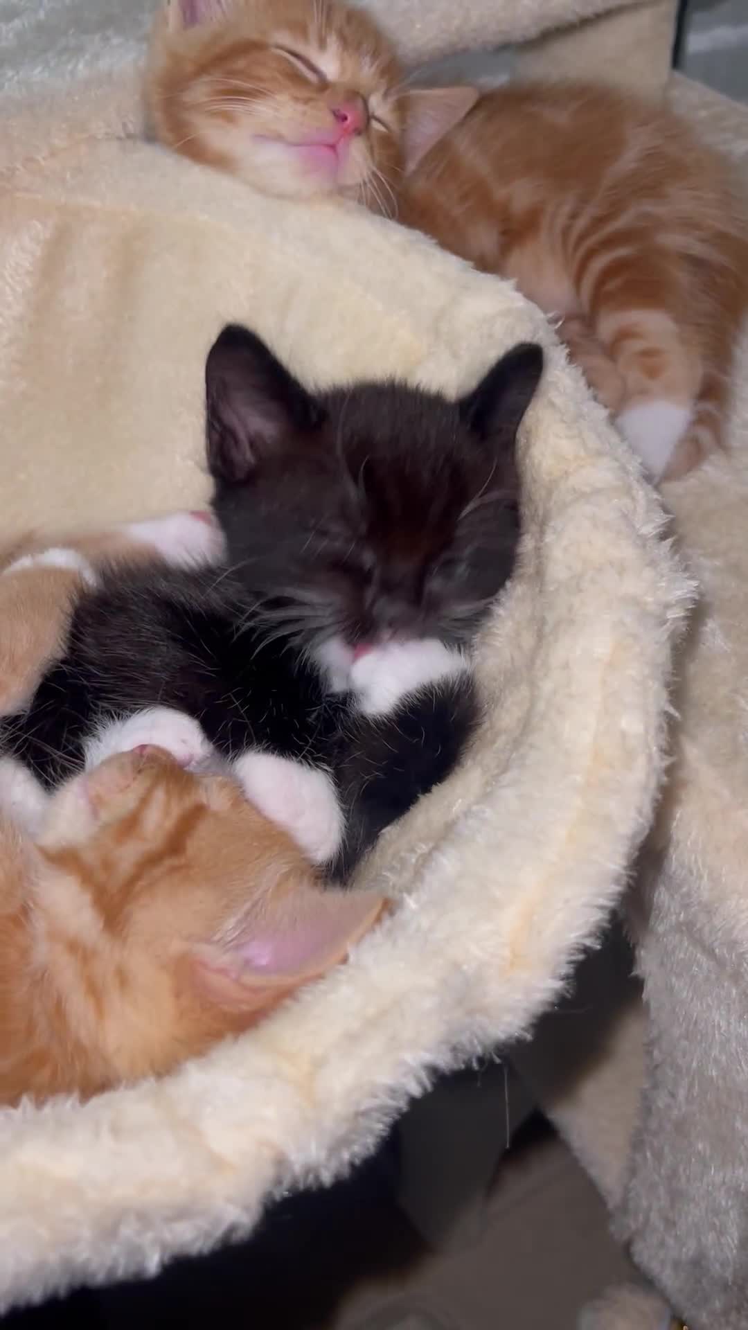American Shorthair cats for sale: 4 male kittens for sale! - Video 5