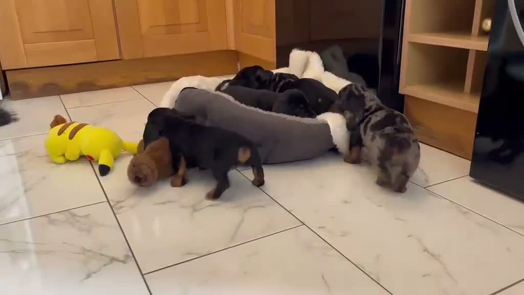 Miniature Dachshund dogs for sale: Beautiful Miniature Dachshund puppies for Sale in Cardiff - Video 1
