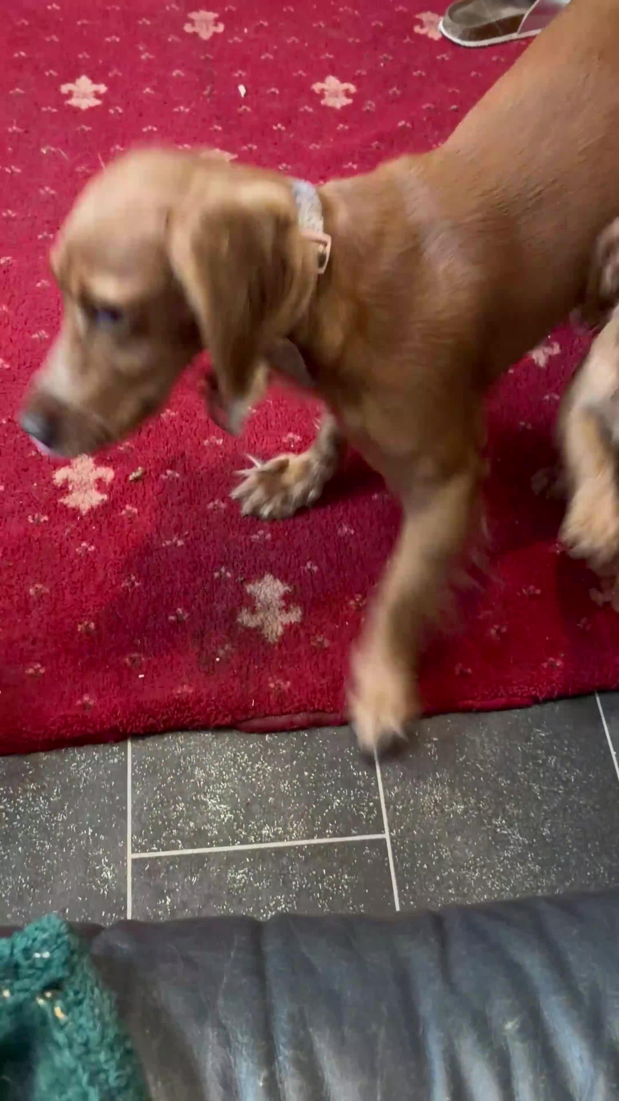 Cocker Spaniel dogs for sale: 6 Cute full of energy working cockers  - Video 1