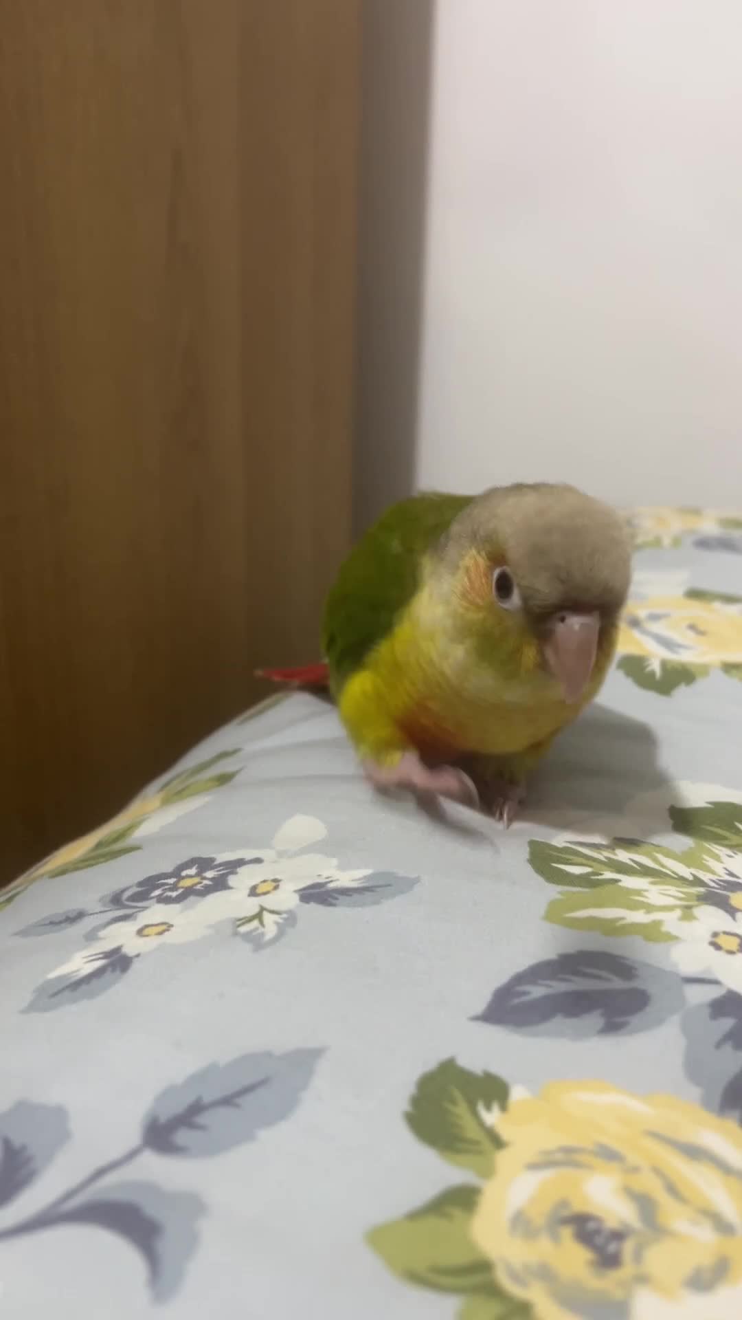 Conures birds for sale: Hand-reared loving clingy pineapple green-cheek in London - Video 4