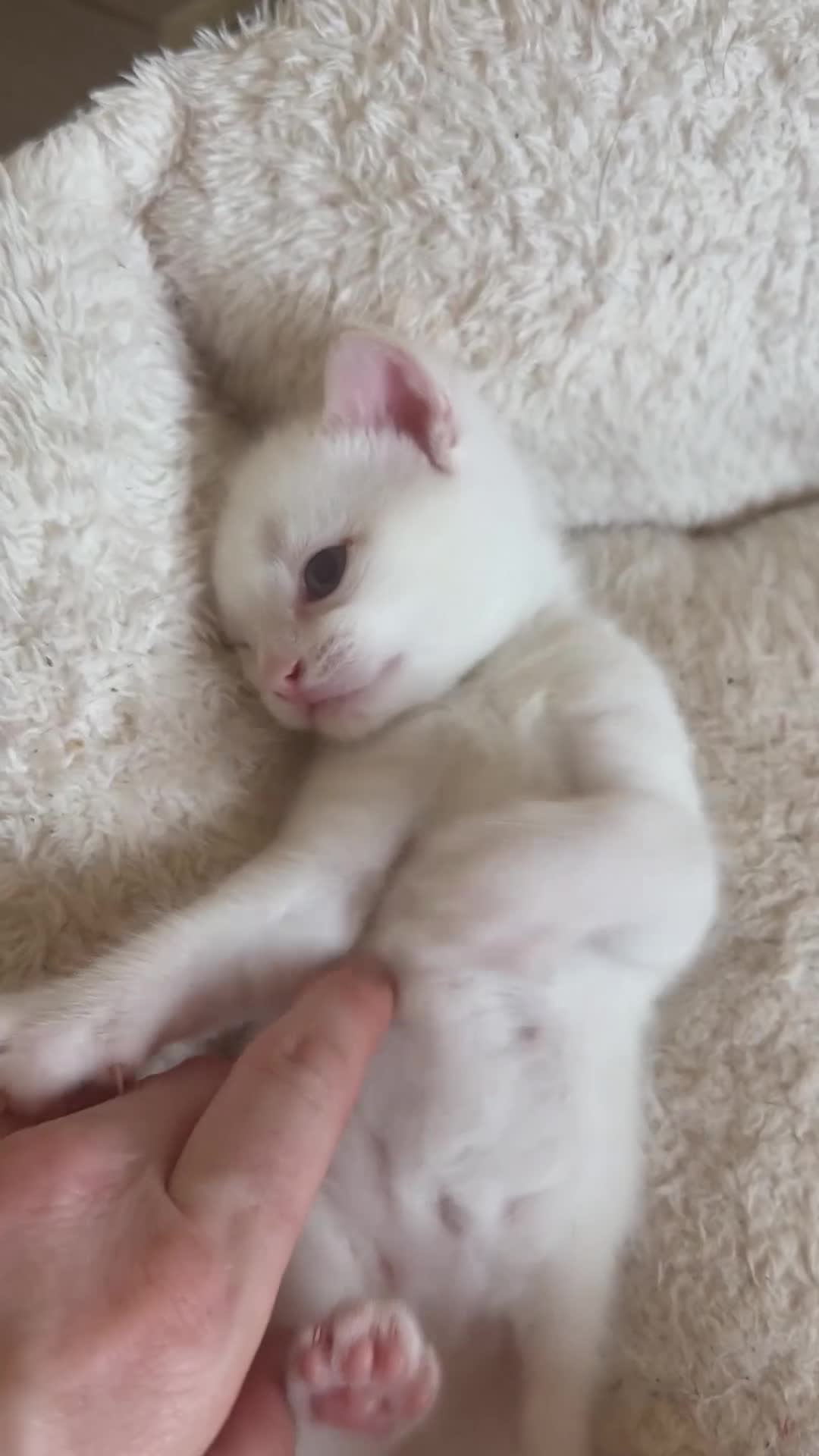 Mixed Breed cats for sale: Beautiful kittens looking for new homes in Basingstoke - Video 2