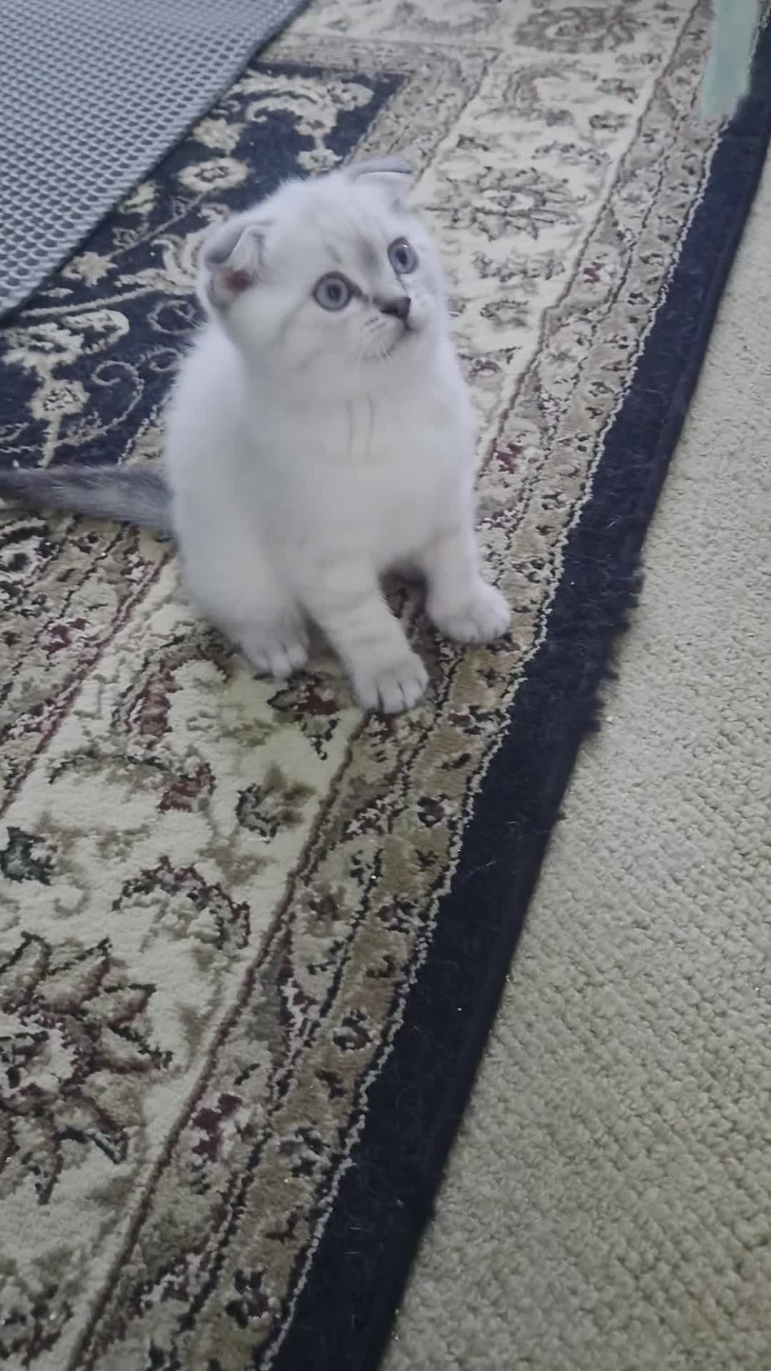 Scottish Fold cats for sale: Scottish Fold - Video 1