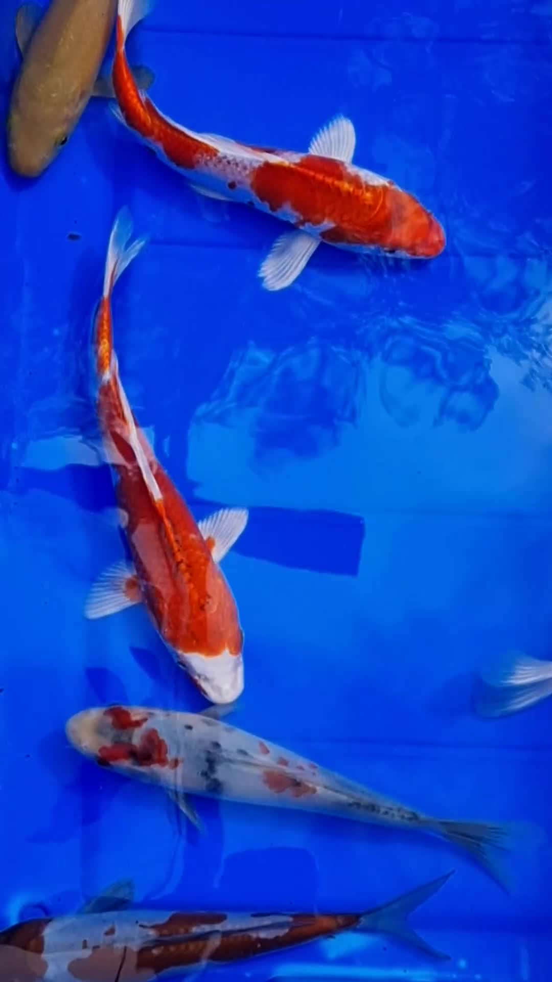 Koi Carp fish for sale: 8 to 10 inch Koi Carp mix pond fish in Chorley in Chorley - Video 5