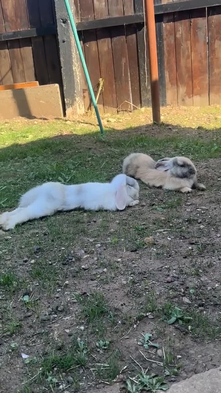 Mixed Breed rabbits for sale: bonded pair rabbits in Birmingham - Video 1