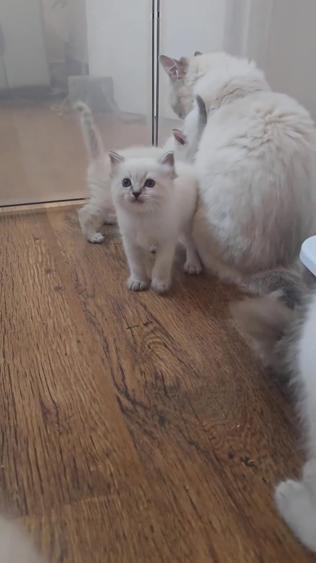 Ragdoll cats for sale: 🤍Pure Ragdoll Blue Point & Lynx Kittens Ready Now - Video 2
