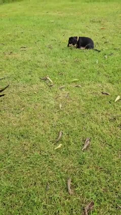 Dachshund dogs for sale: Dachshund pups ready now £600 (2 girls left ) - Video 3