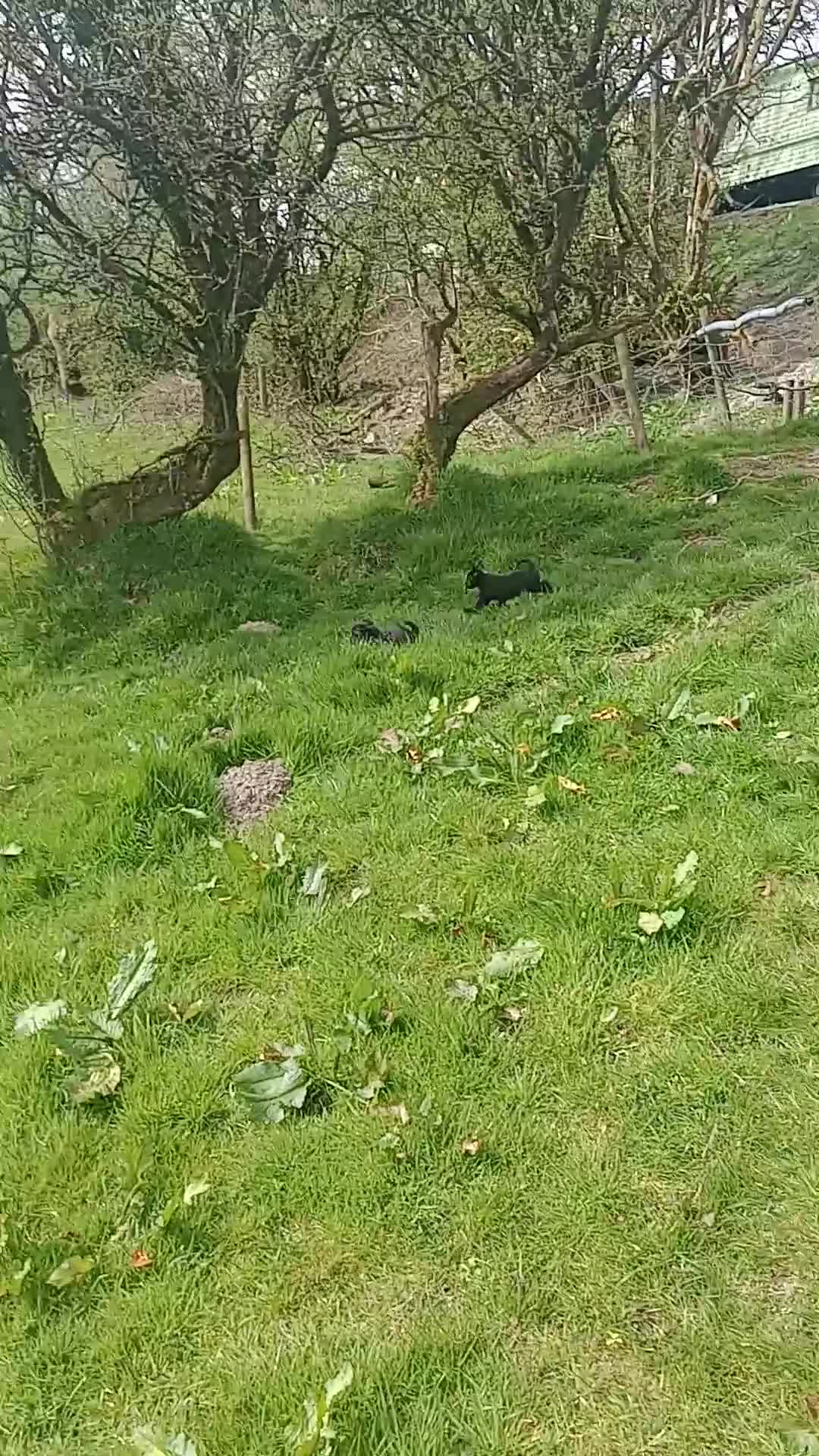 Jackapoo dogs for sale: Adorable Jacapoo,s - Video 1