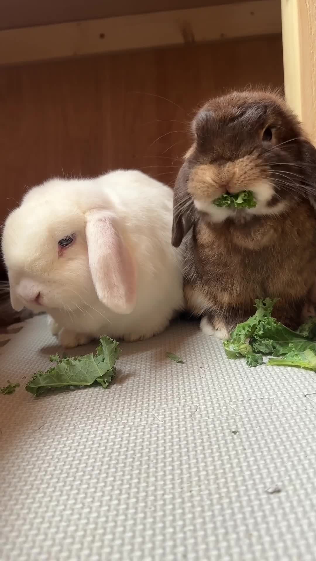 Mini Lop rabbits for sale: Bonded mini lop pair - 1 year olds  - Video 1
