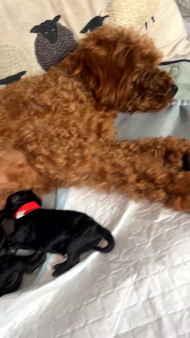 Cavapoo dogs for sale: BEAUTIFUL RARE CHOCOLATE CAVAPOOS - Video 1