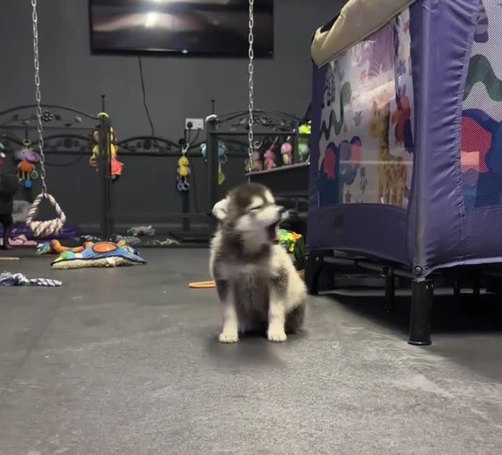Pomsky dogs for sale: Stunning perfect husky markings f3 Pomsky puppies - Video 1