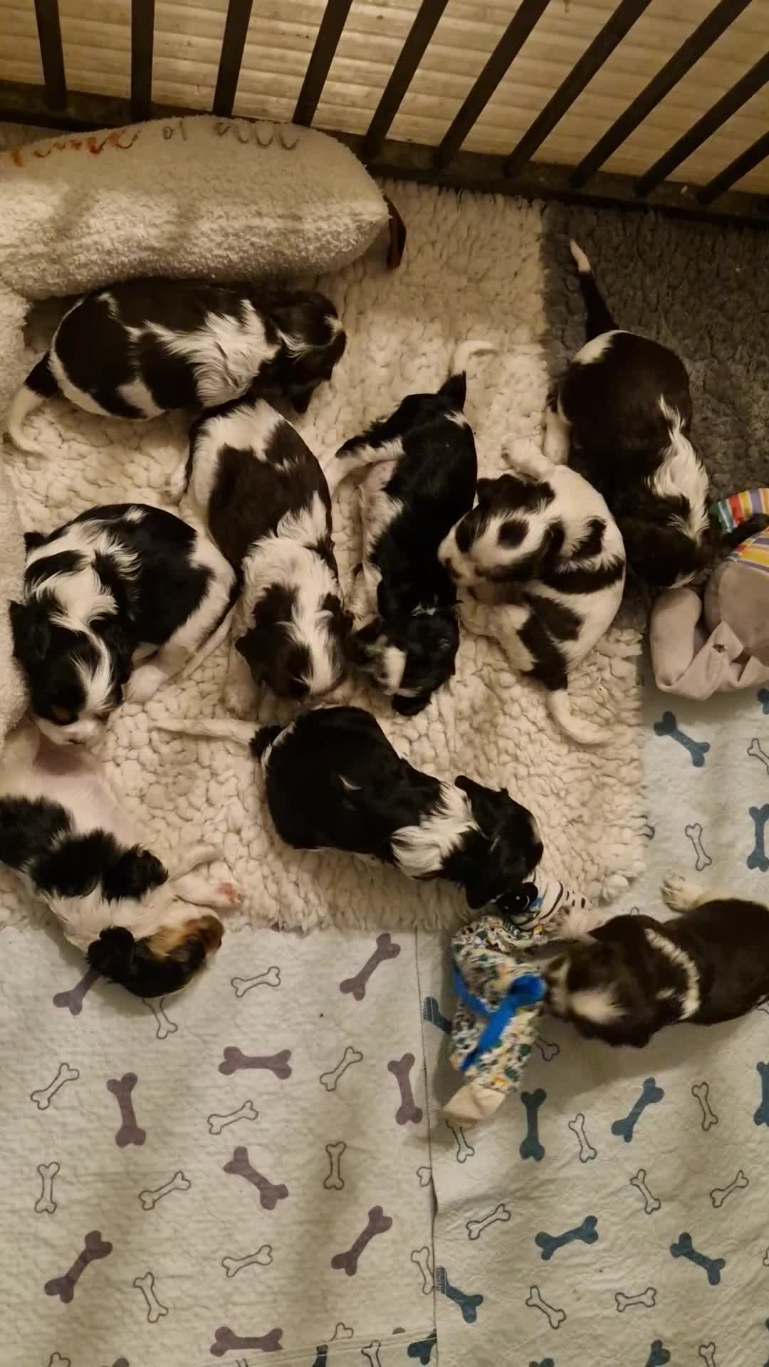 Cockalier dogs for sale: Stunning girls. DNA health tested parents  - Video 3