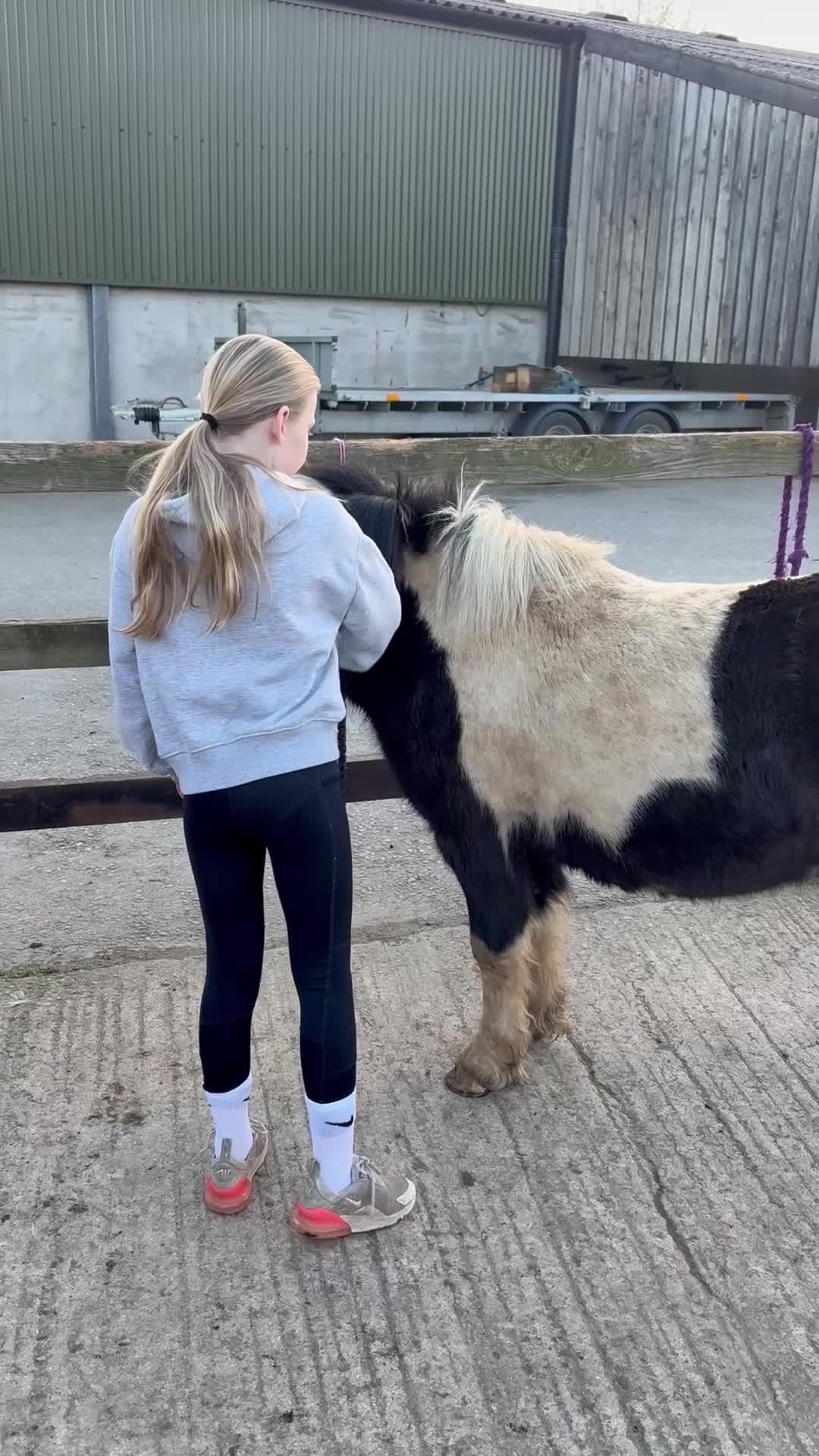Shetland pony horses for sale: Lovely Shetland X gelding 42 inches - 4 years old  - Video 1