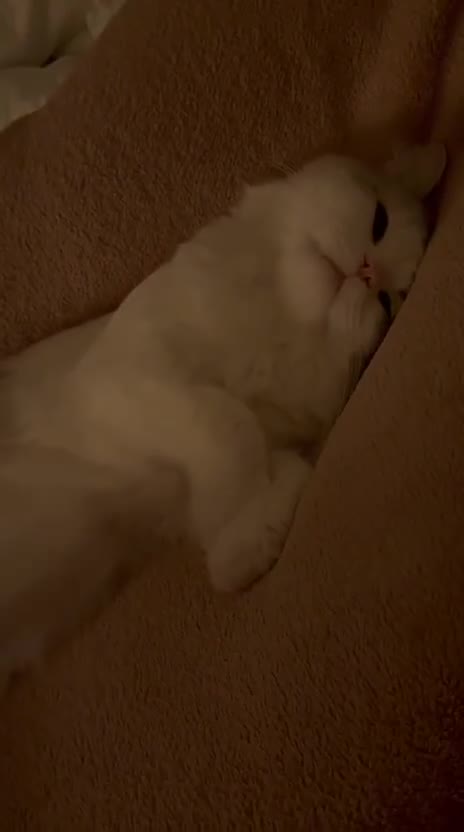 Mixed Breed cats for adoption: SKY MIX PERSIAN AMAZING LOOKING & FRIENDLY NEUTER - Video 3