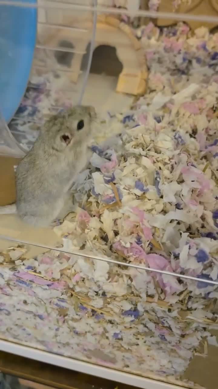 Gerbil rodents for sale: 2 female Gerbils  - Video 1
