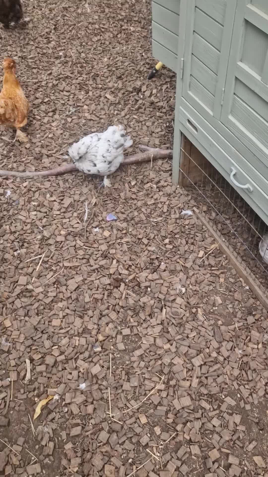 Chickens poultry for sale: 8 Silkies POL and Laying hens  - Video 1