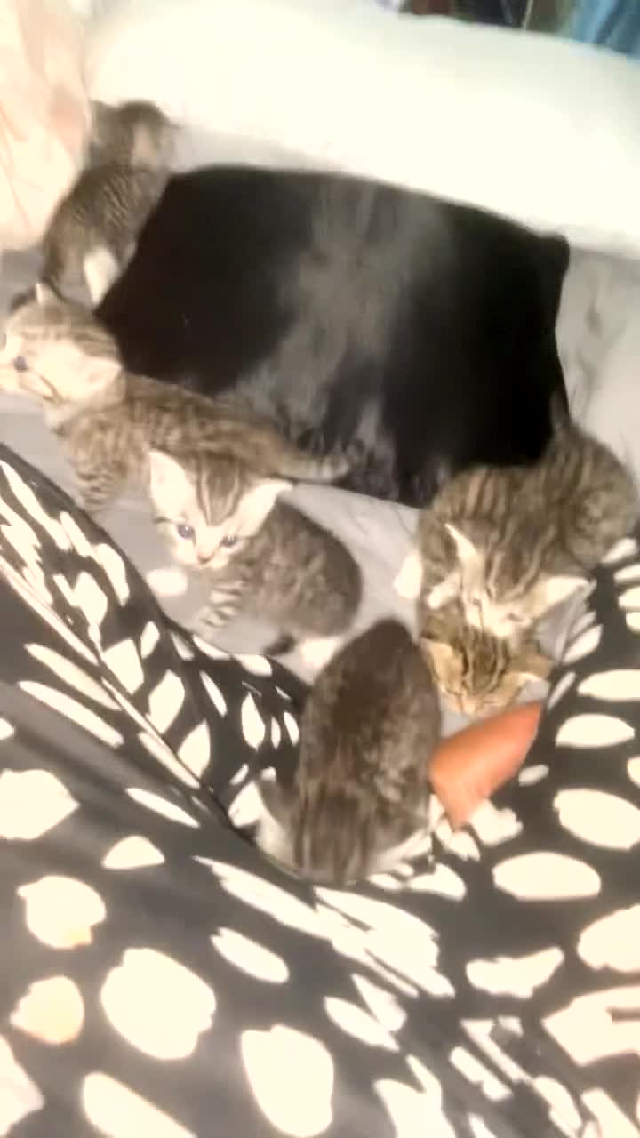 Mixed Breed cats for sale: 6 x stunning British shorthair kittens ❤️ - Video 2