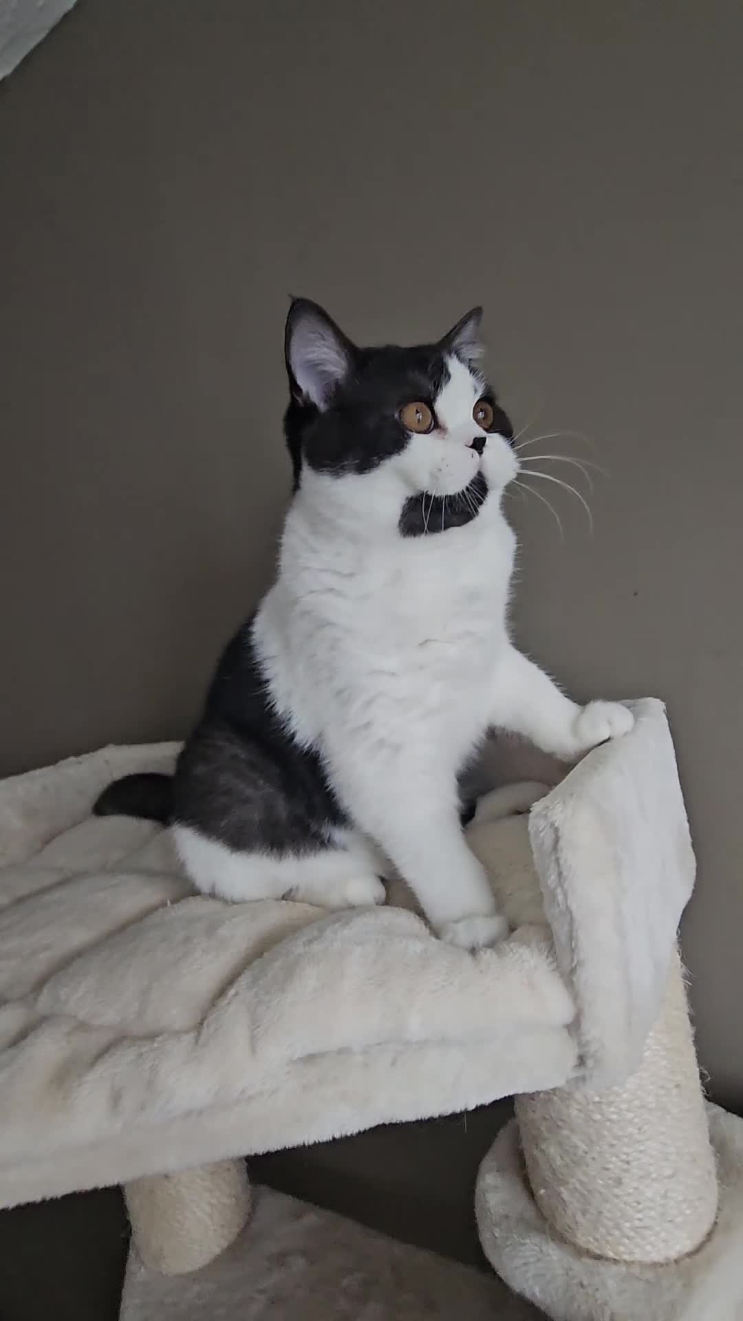 British Shorthair cats for sale: ✨SUPER CUDDLY BOY ✨ Total lap cat ✨ Rare colour ✨ in Biggleswade - Video 1