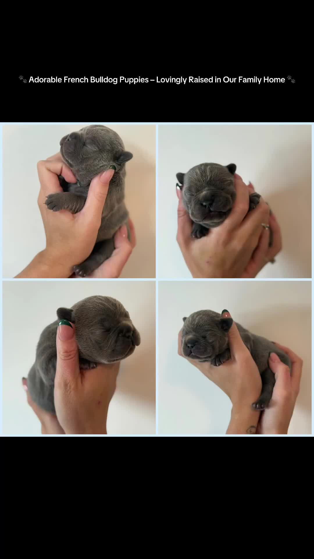 French Bulldog dogs for sale: Exclusive French Bulldog Puppies - Video 2