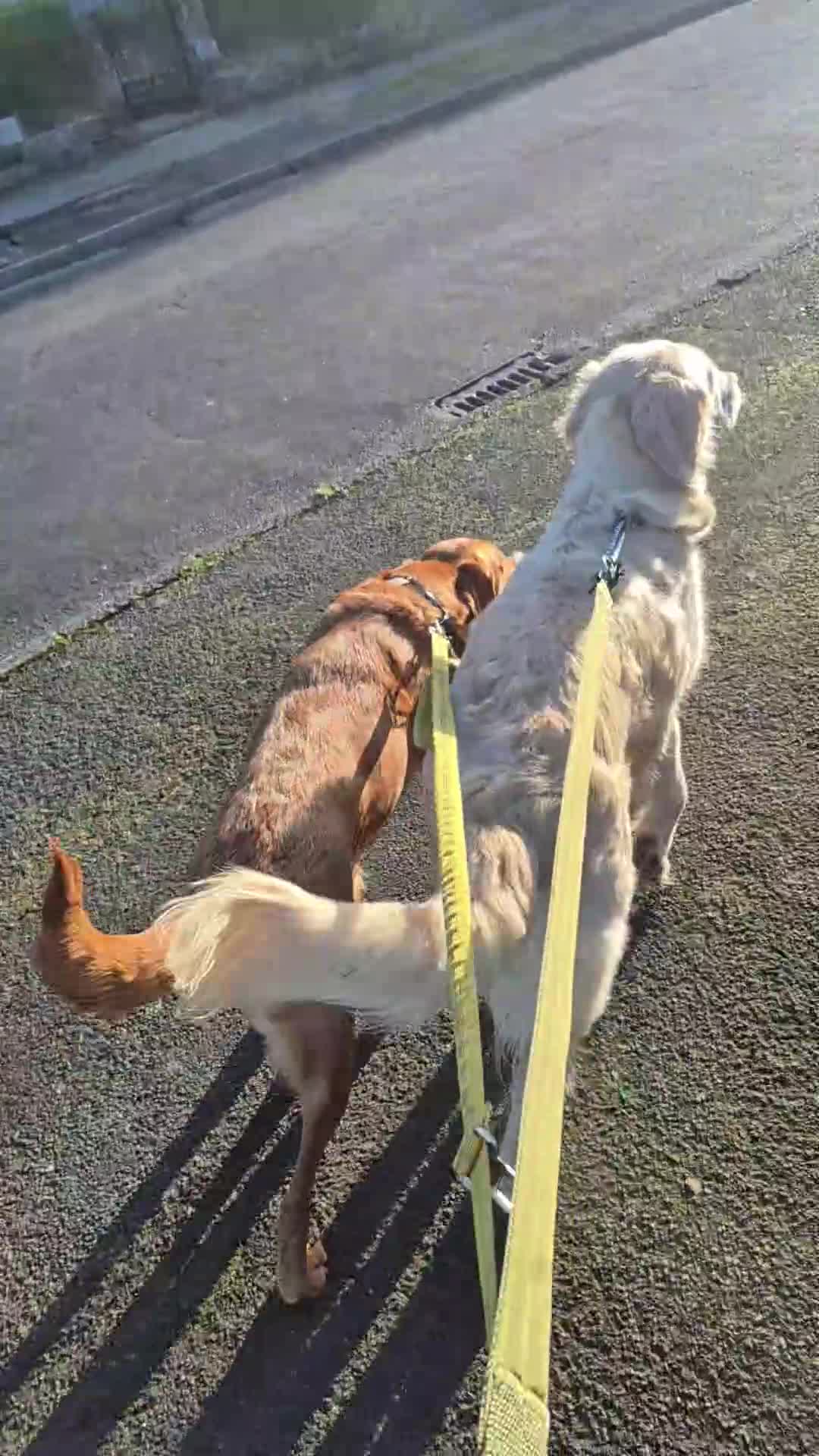 Golden Retriever dogs for sale: KC Top pedigree health tested female - Video 2