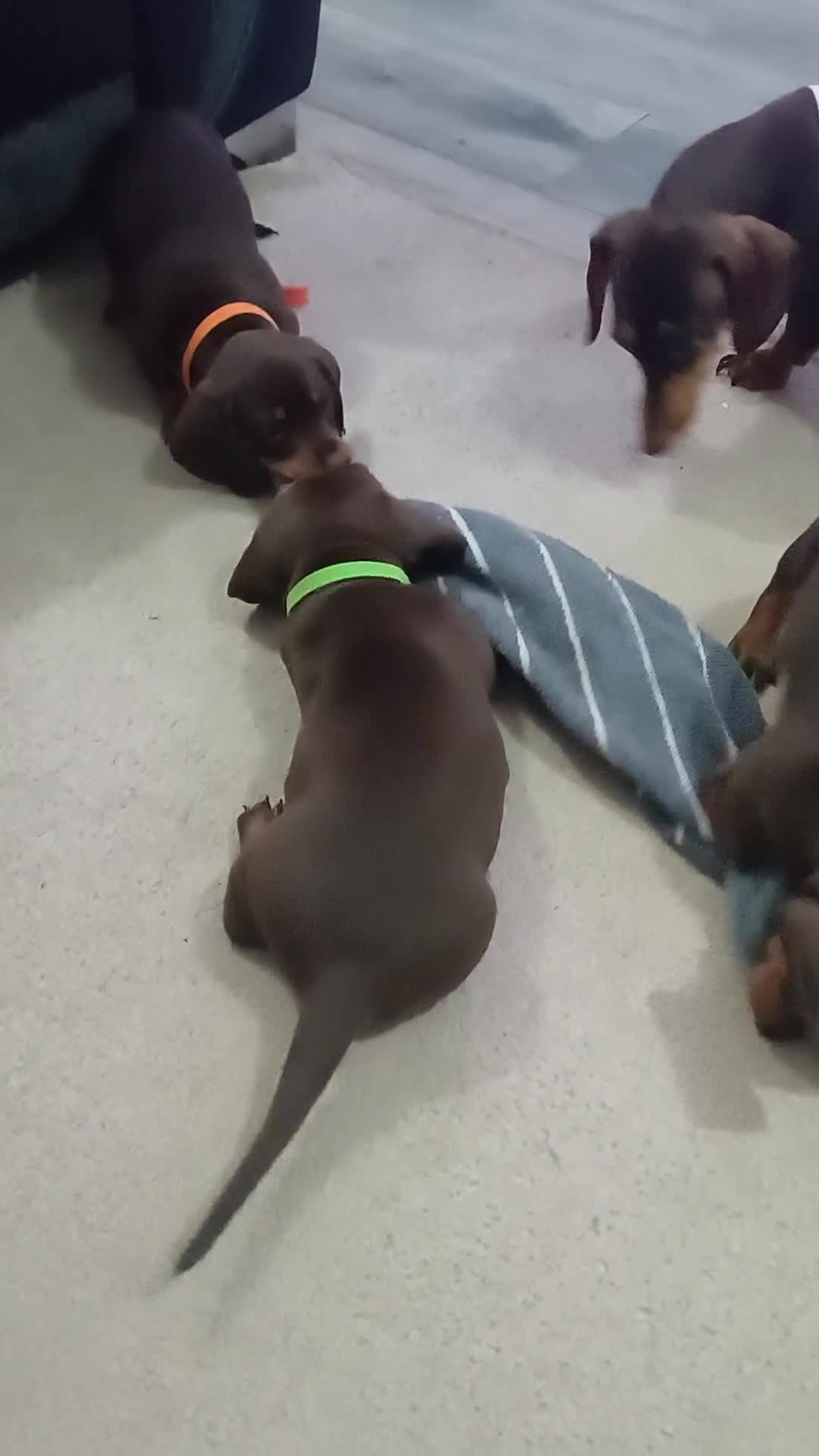 Miniature Dachshund dogs for sale: 2 boy miniature daschunds need their forever home  in Petersfield - Video 1