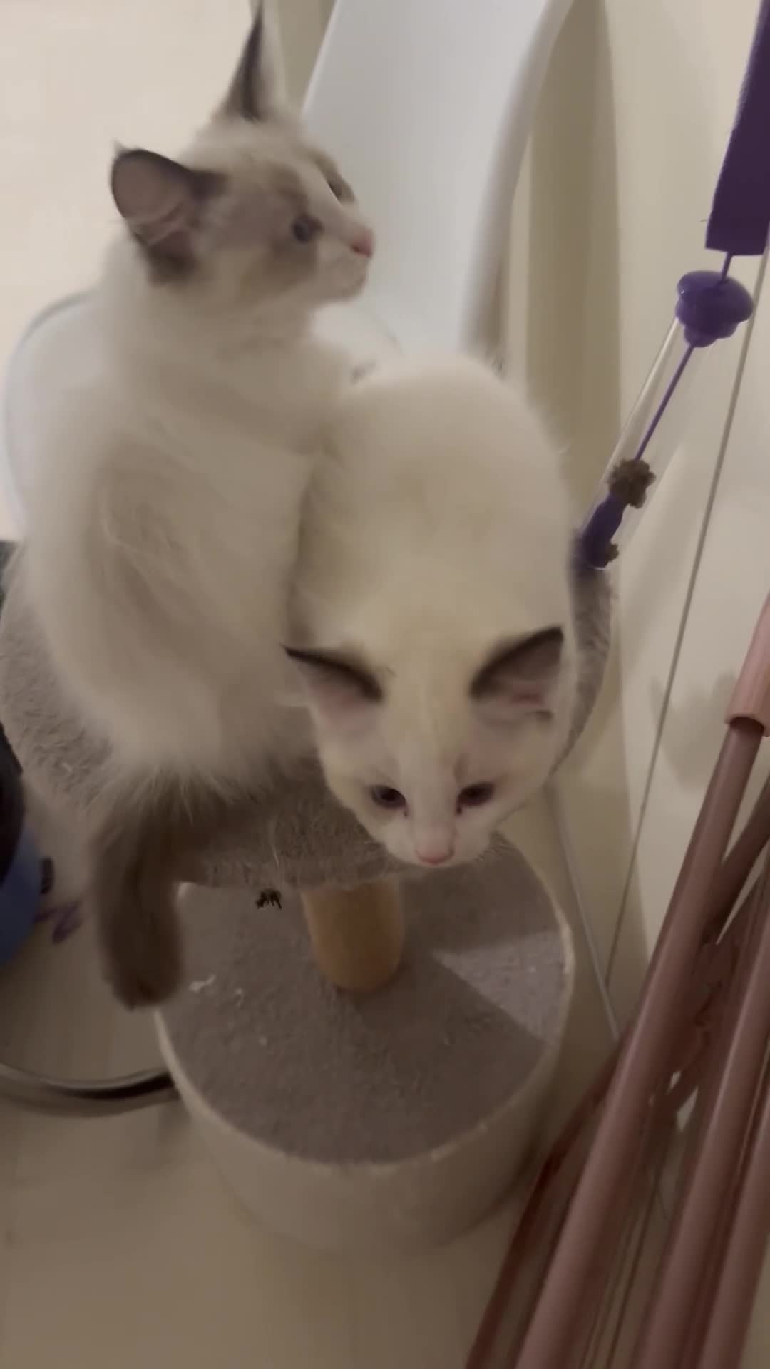 Ragdoll cats for sale: Last Female Ragdoll Barbie Kitten🩷 - Video 1