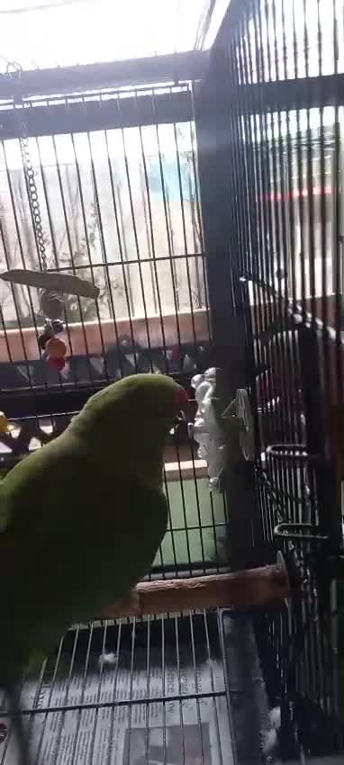 Ringnecks birds for sale:  Ringneck parrot with 2 of his toys and his cage  - Video 3