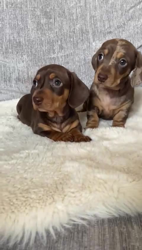 Miniature Dachshund dogs for sale: KC Miniature Dachshund 2 girls & 2 boys - Video 1
