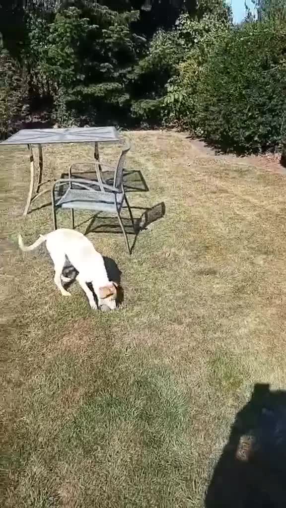 Mixed Breed dogs for adoption: Lulu The Sweet Soul Looking for Her Forever Home - Video 1