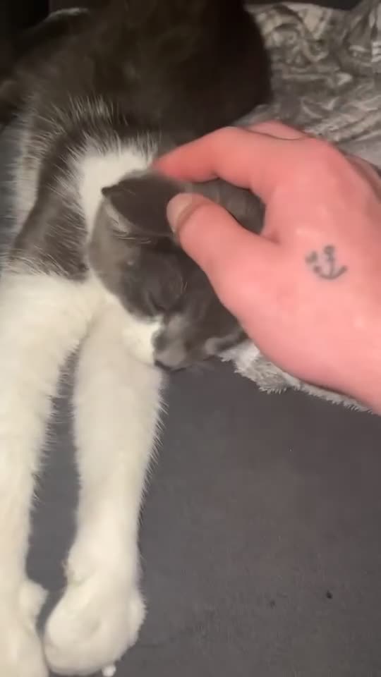 British Shorthair cats for sale: Russian blue male cat   - Video 1