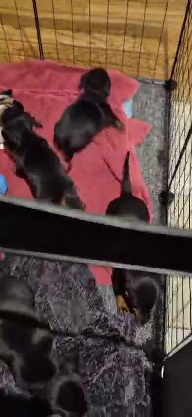 Dachshund dogs for sale: 2x female dashund pups for sale in Ludlow - Video 1