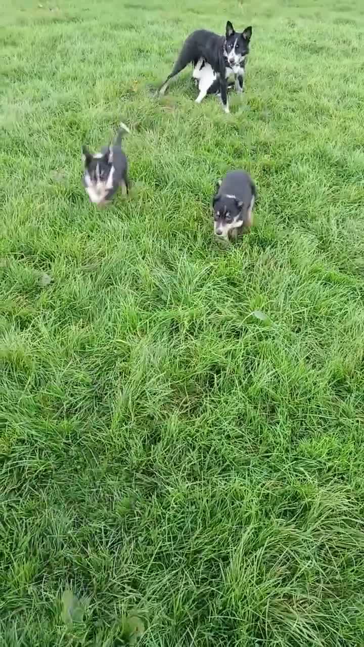 Border Collie dogs for sale: Border collie puppies  in Builth Wells - Video 1