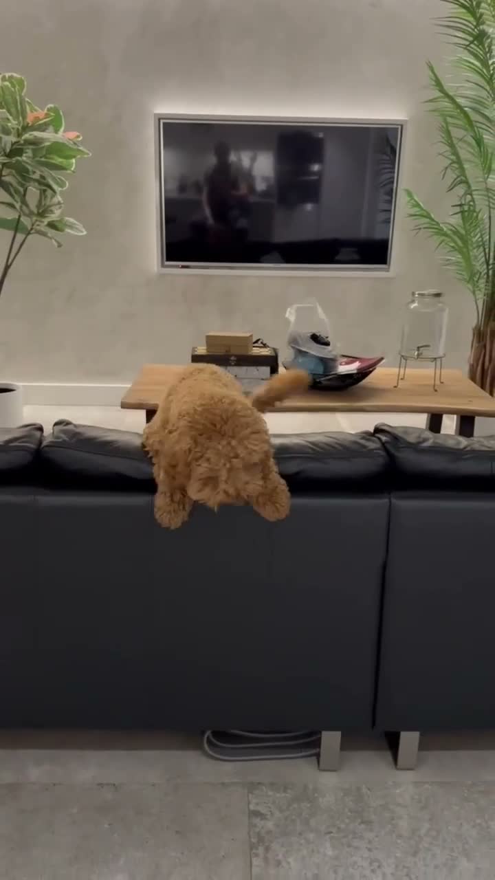 Cockapoo dogs for stud: Cockapoo male for stud - Video 1