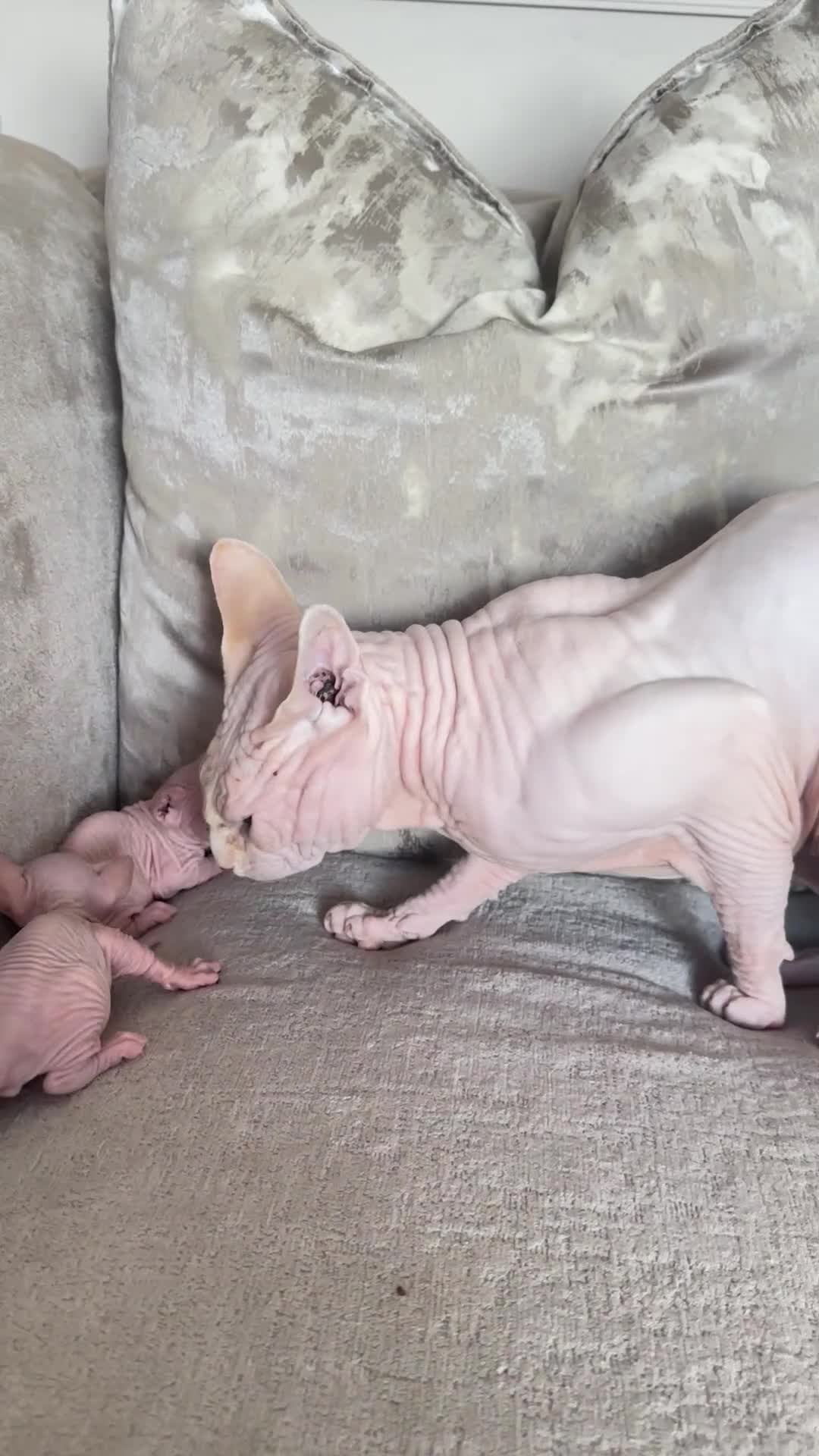Sphynx cats for sale: Two male pink wrinkled Sphynx kittens  in Wirral - Video 1