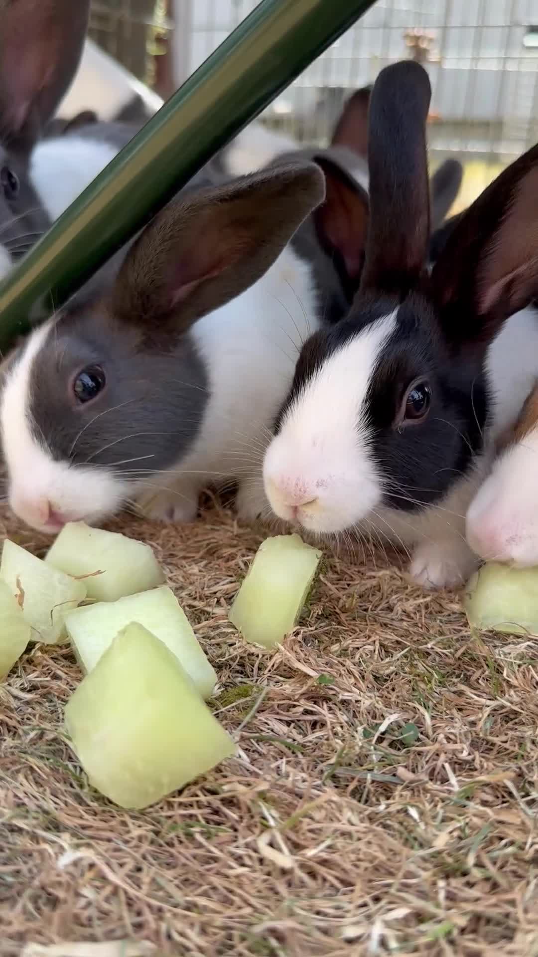 Dutch rabbits for sale: Beautiful Baby Dutch Bunnies Blue, Black & Ginger  - Video 1